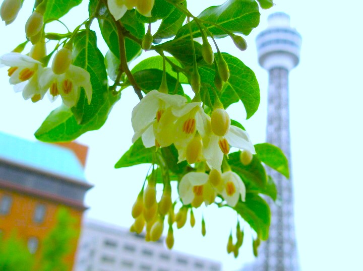 エゴノキ花散歩