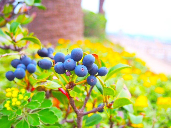 シャリンバイ花実散歩