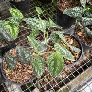 Scindapsus Supermoon Tilung Variegated – Kamleplants.com
