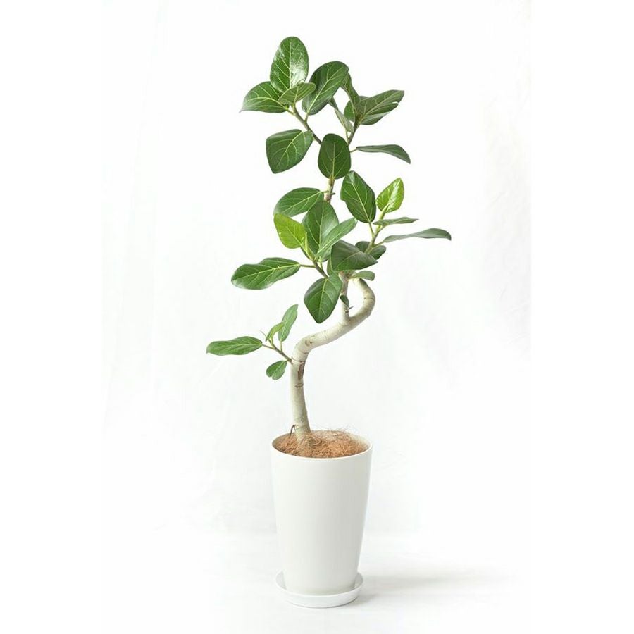 ベンガルボダイジュ（フィカス・ベンガレンシス）曲がり樹形 7号プラ鉢
