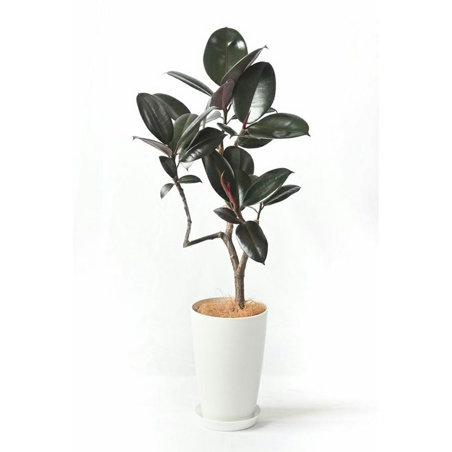 フィカス・バーガンディ 曲がり樹形 7号プラ鉢ロングポット 観葉植物 本物