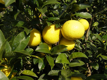 かなさんの畑｜かながわ産品・かながわブランド・地産地消の情報サイト