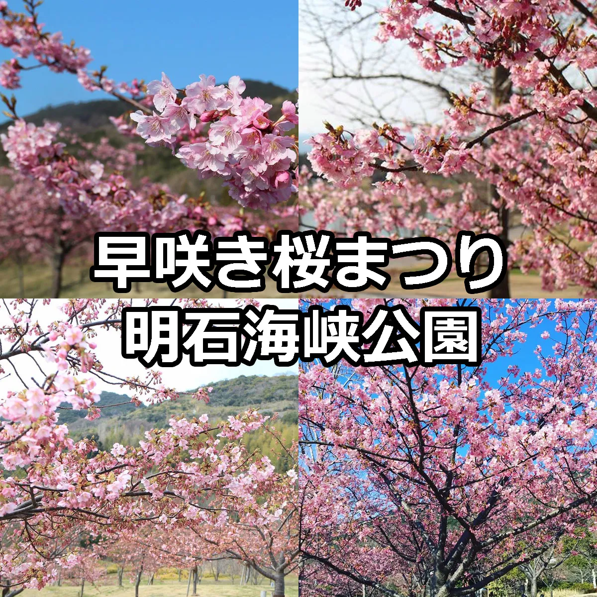 早咲き桜まつり2026 明石海峡公園 島内で一番早いお花見 | アワタビ