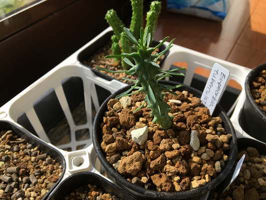 タコモノユーフォルビアの品種・種類一覧｜Medusoid Euphorbia 24種