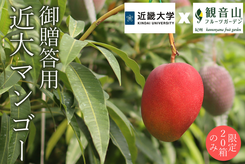 近大マンゴー20箱限定販売開始！桃も晴天続きでめちゃくちゃ甘い