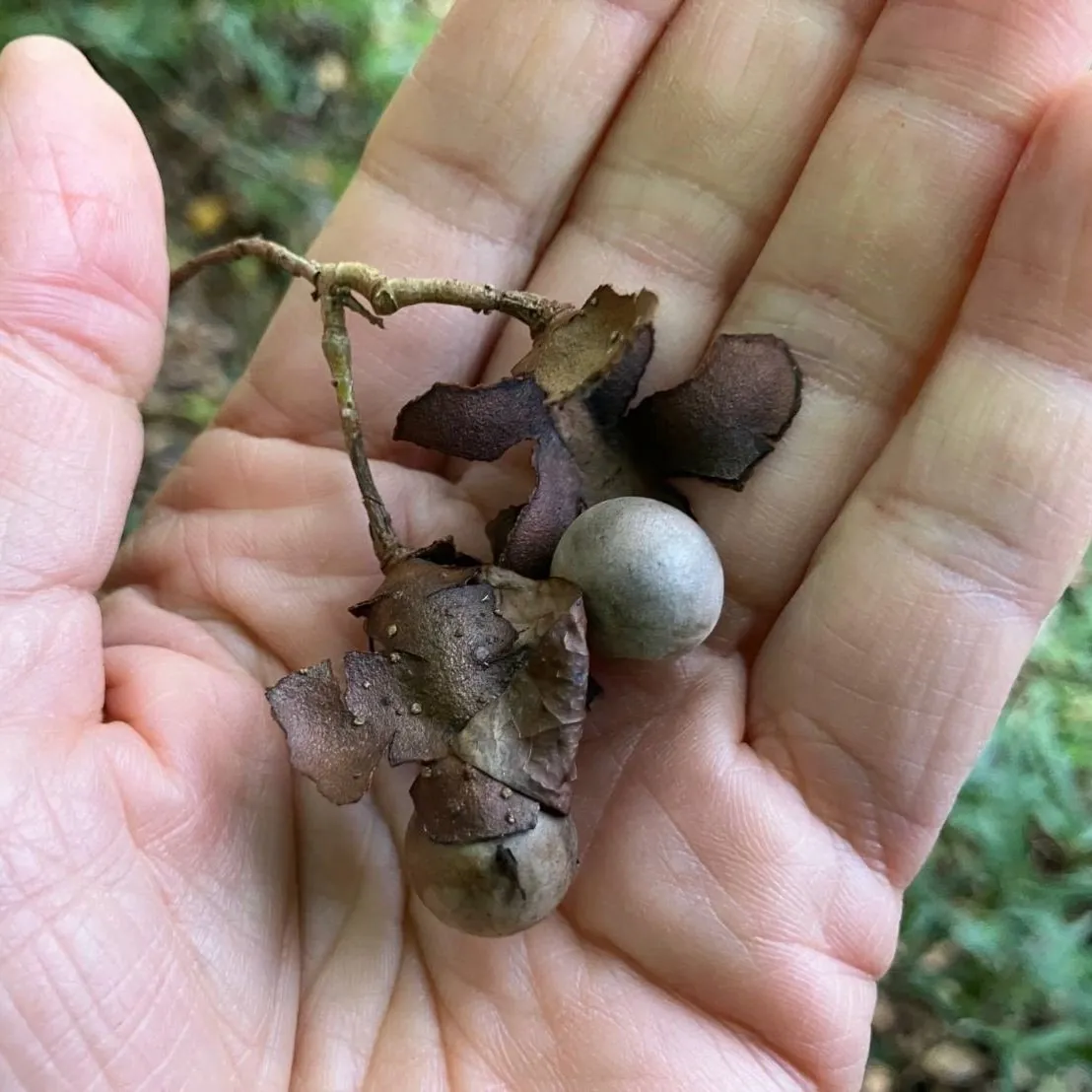 アブラチャン | 里山のおはなし｜叶 匠壽庵 | ホームページ