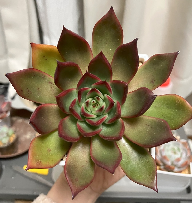 観察記録『アガボイデス ルブラ』の育て方 | KaBaCRE.