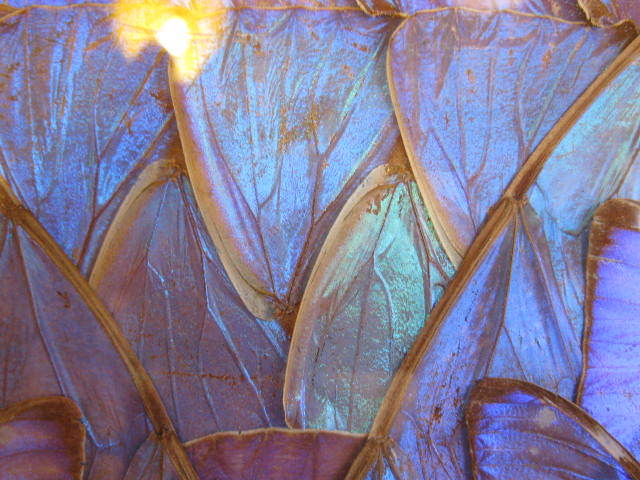 ブルーモルフォ◇青い蝶◇蝶画◇標本◇羽細工◇額入り - カバシマヤ