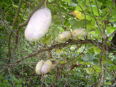 あけびの種類と食べ方 | ちいくろ工房