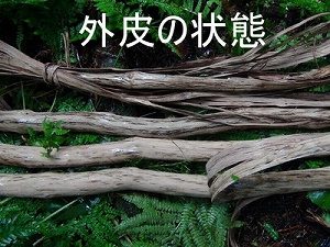 山葡萄蔓採取と樹皮 | ちいくろ工房