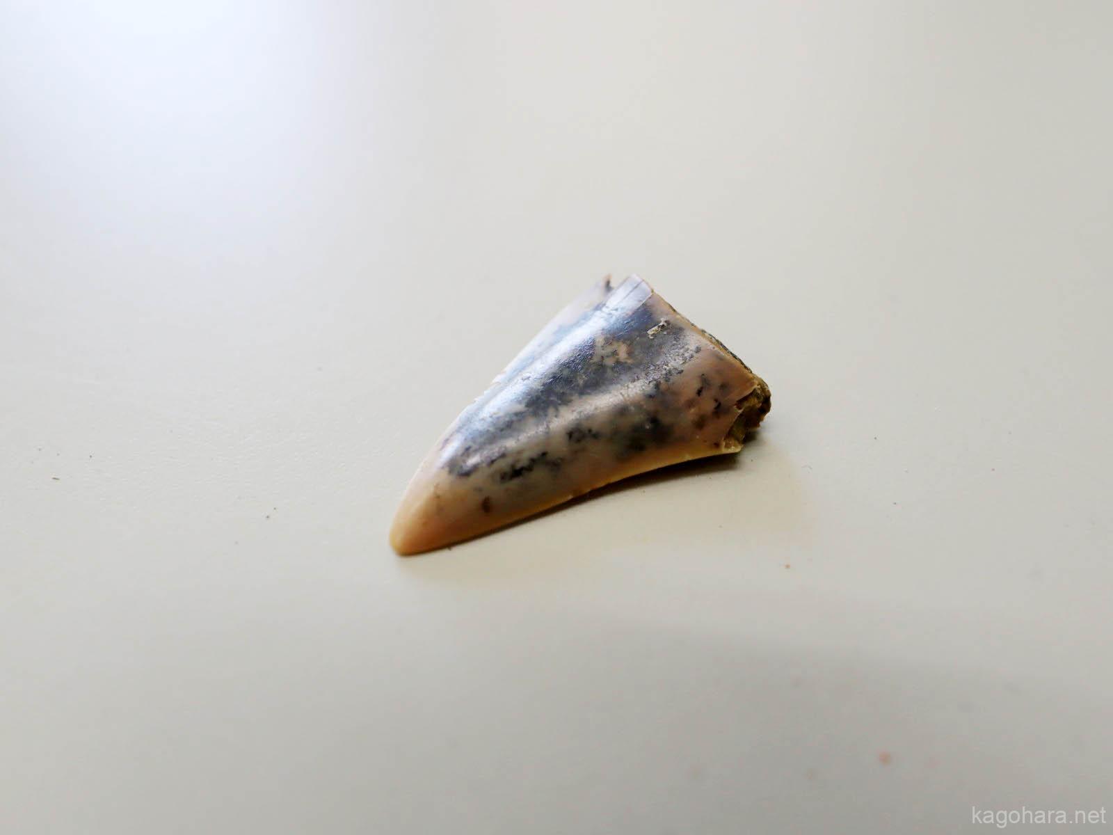 東松山市坂東山「化石と自然の体験館」で化石発掘体験 2025年春 | カゴ