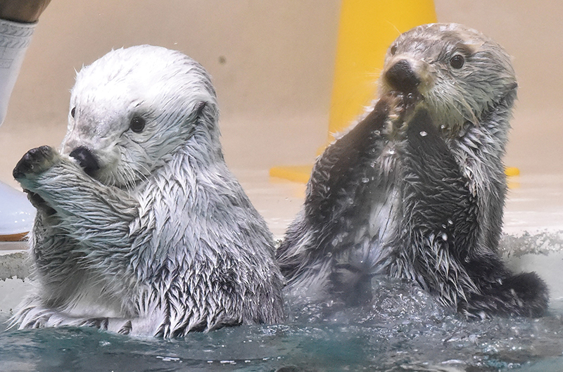 GWのお出かけにいかが？【三重・鳥羽水族館】ジュゴンとマナティーが
