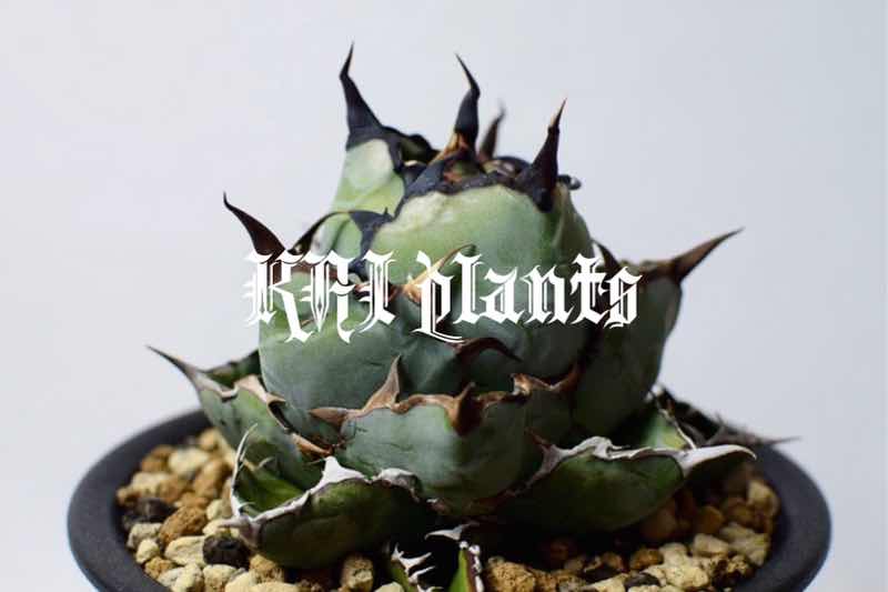 成長記録】アガベ チタノタ 黒鯨 | KAI plants