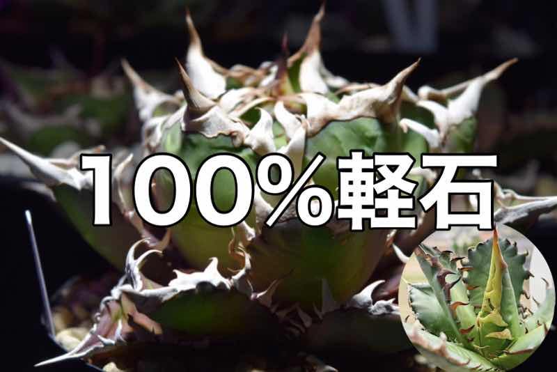 実験】アガベ チタノタを軽石だけで1年間育てた結果 | KAI plants