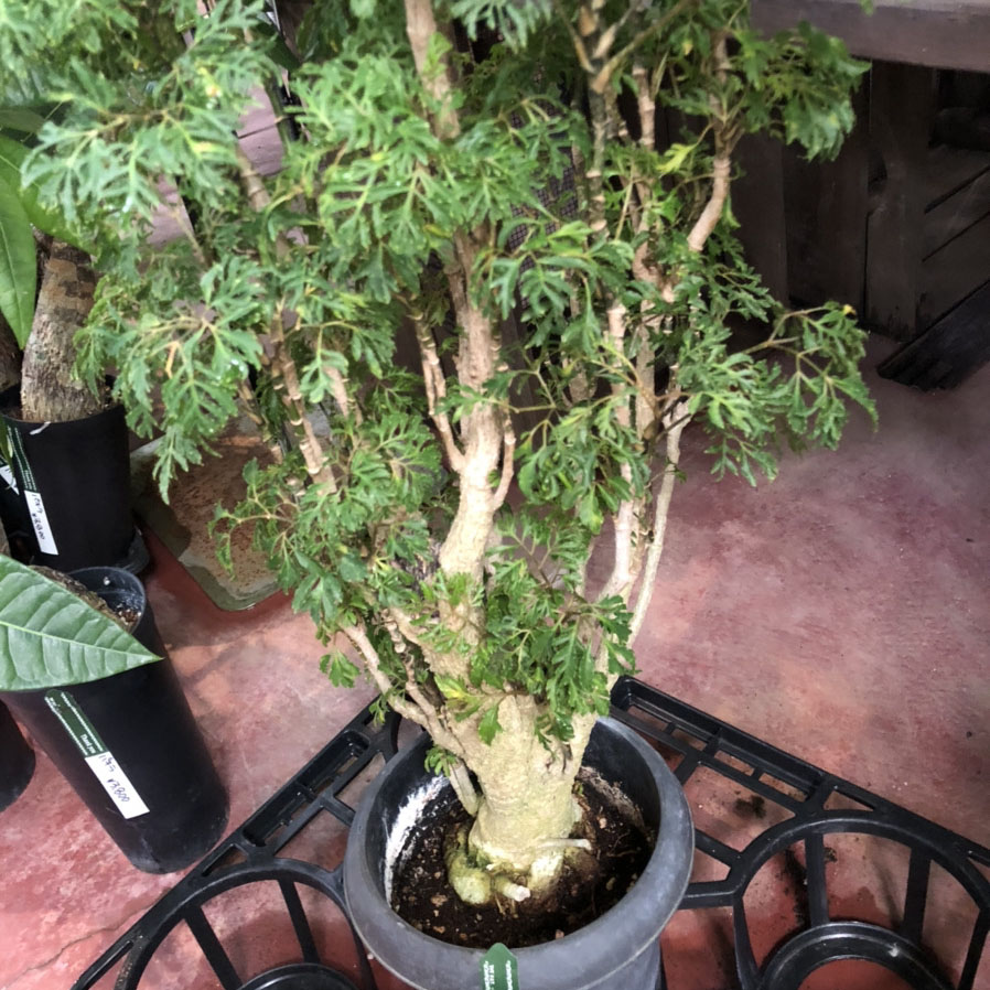 小さな葉が密に茂る涼しげな姿 ポリシャス スターシャ – 福井の