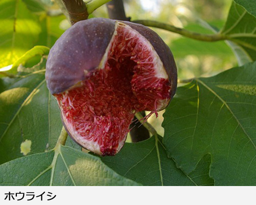 イチジク 蓬莱柿(ホウライシ)新苗[一年生苗] - 果樹苗・大苗・苗木販売