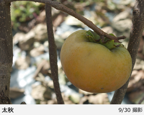 カキ(甘柿)太秋(たいしゅう)[三年生苗] - 果樹苗・大苗・苗木販売の