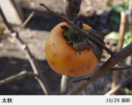 カキ(甘柿)太秋(たいしゅう)[三年生苗] - 果樹苗・大苗・苗木販売の