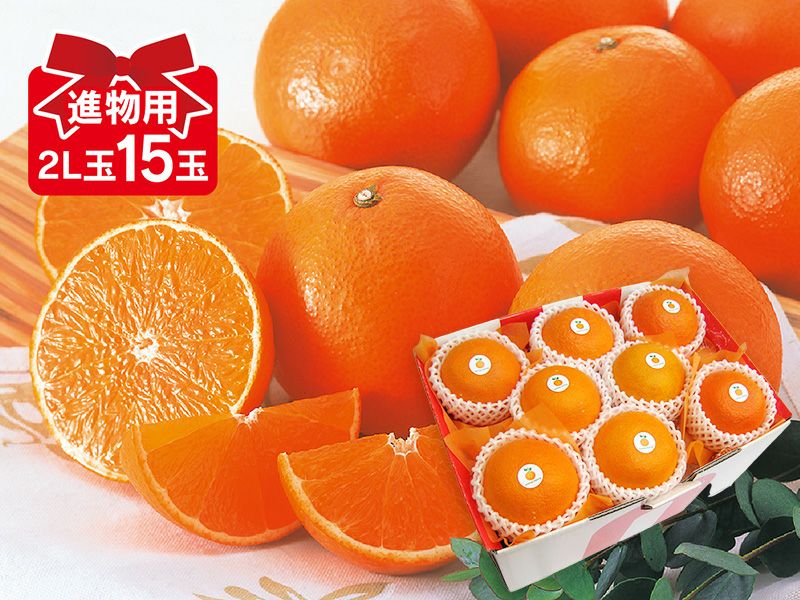 ベルガモット 約1kg 贈答用 | のま果樹園