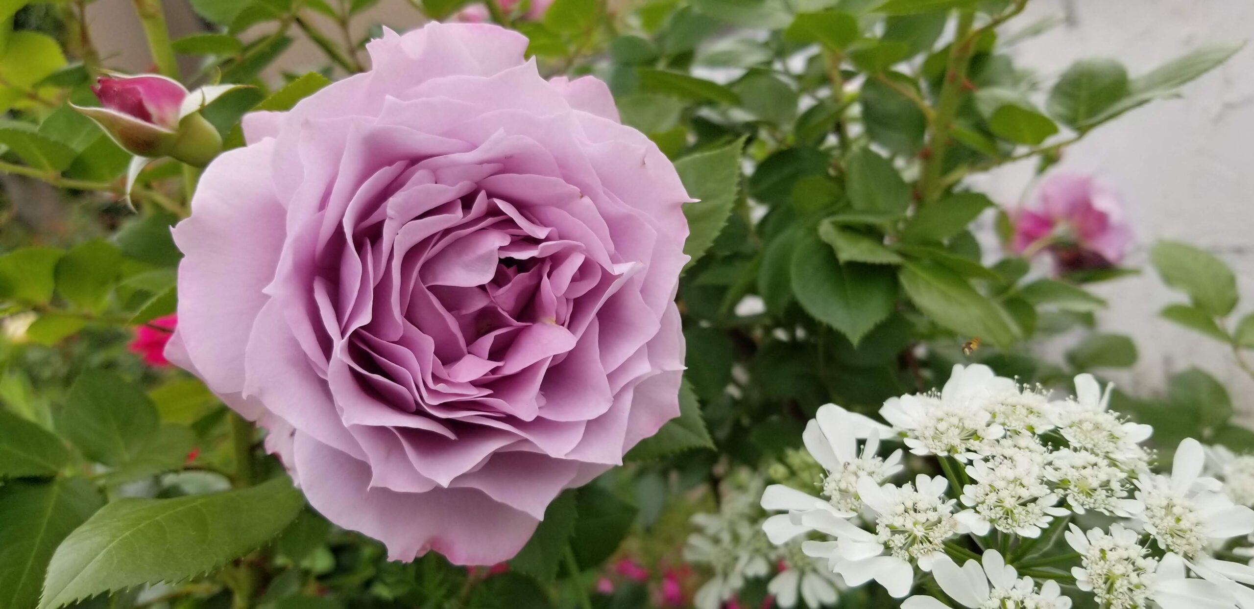 バラ初心者が栽培した最強の紫バラ「ノヴァーリス」④4月・5月の作業と