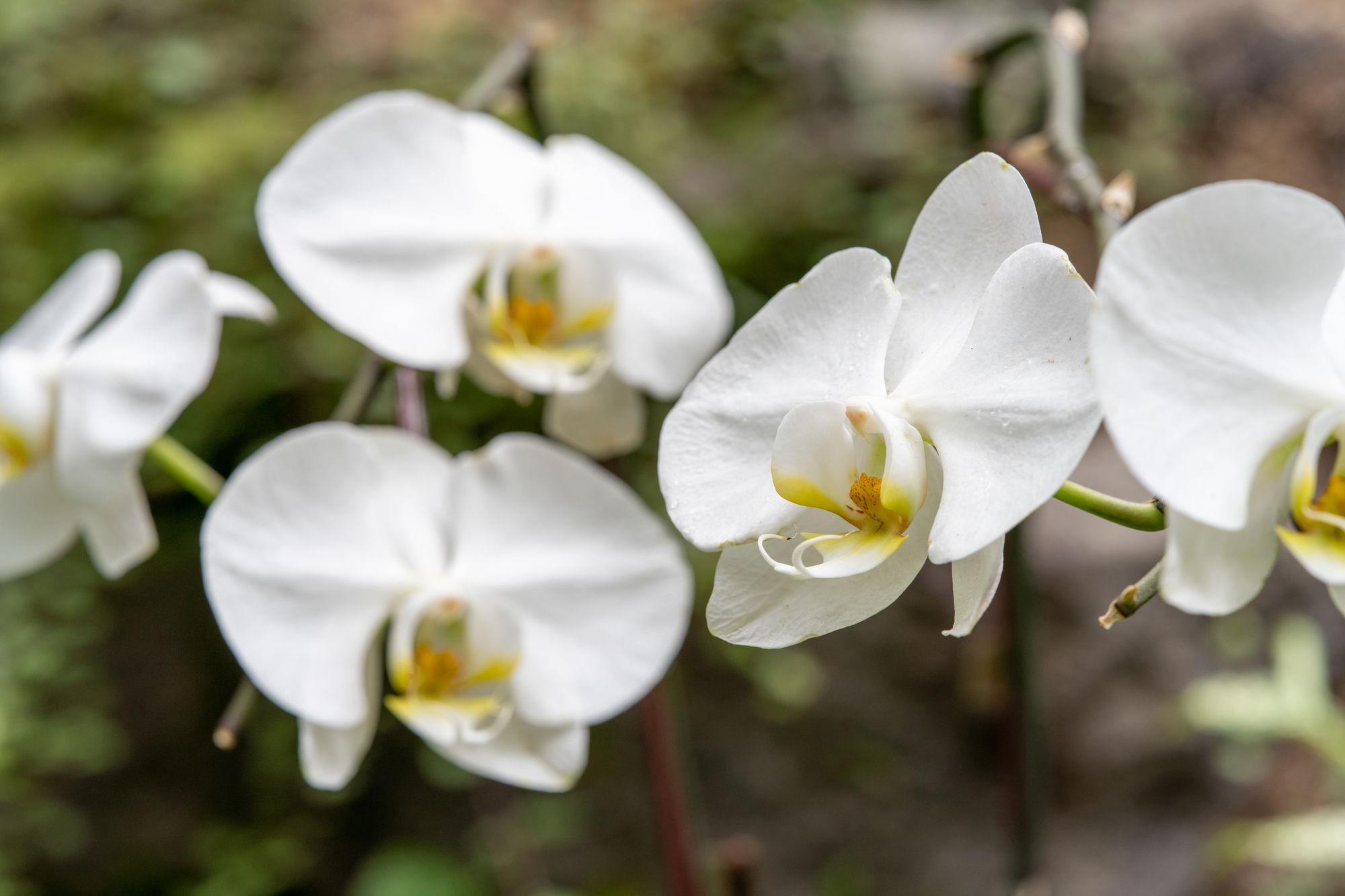 胡蝶蘭とファレノプシスの関係とは？胡蝶蘭の分類について解説