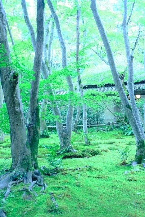 祇王寺・青もみじと苔の撮影スポット - かわいい京都