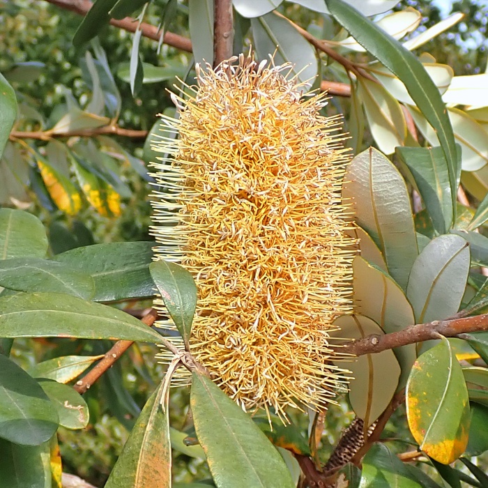 コースト・バンクシア