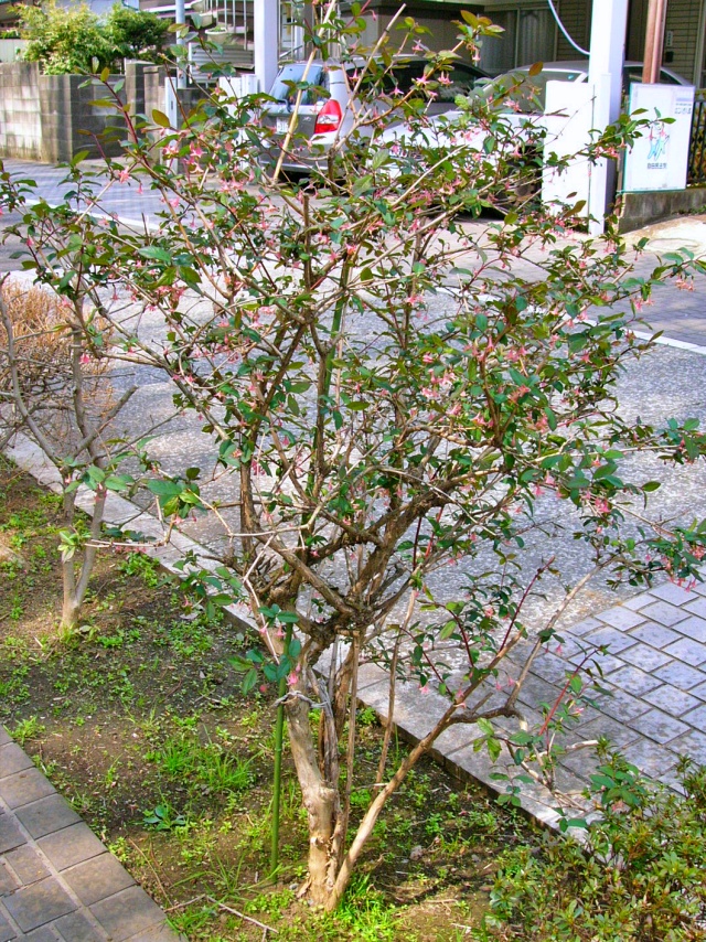 ウグイスカグラ