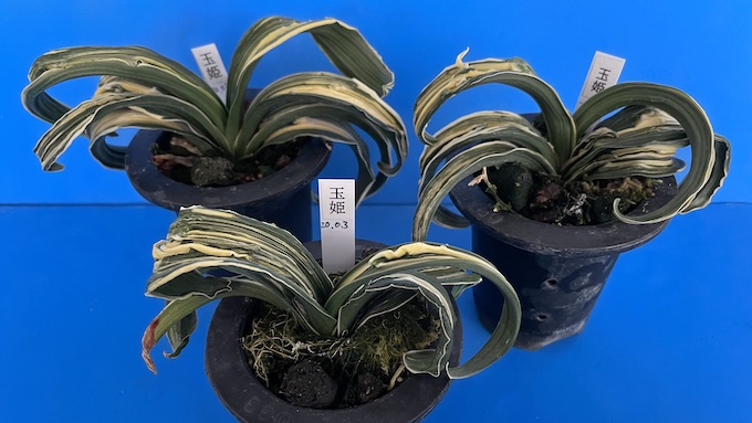 万年青「玉姫」獅子系 | K-B.M