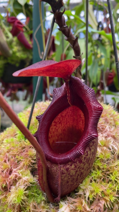 N. rajah x mira – assorted clones: BE-3518 LARGE - Kenny Coogan