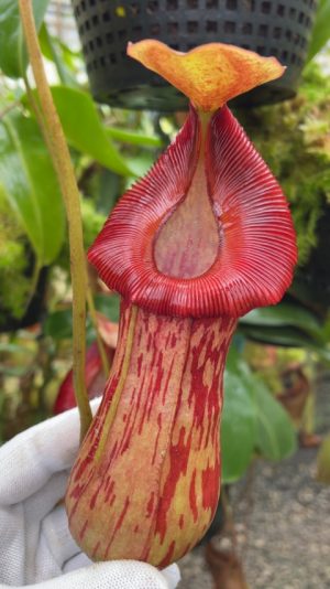 N. densiflora x rafflesiana – best selected clone: BE-3719 LARGE