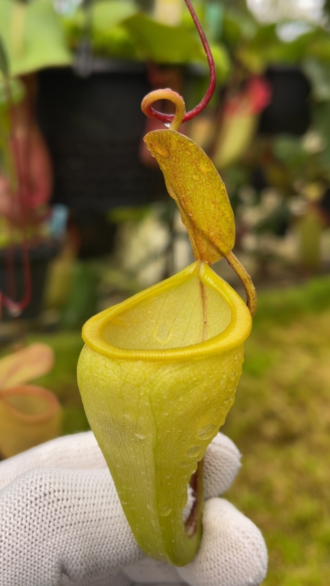 N. pitopangii FC-060: BE-4711 - Kenny Coogan - carnivorous plants