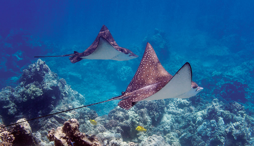 Fluid Ocean Portraits: Victoria McCormick's Images Reflect a