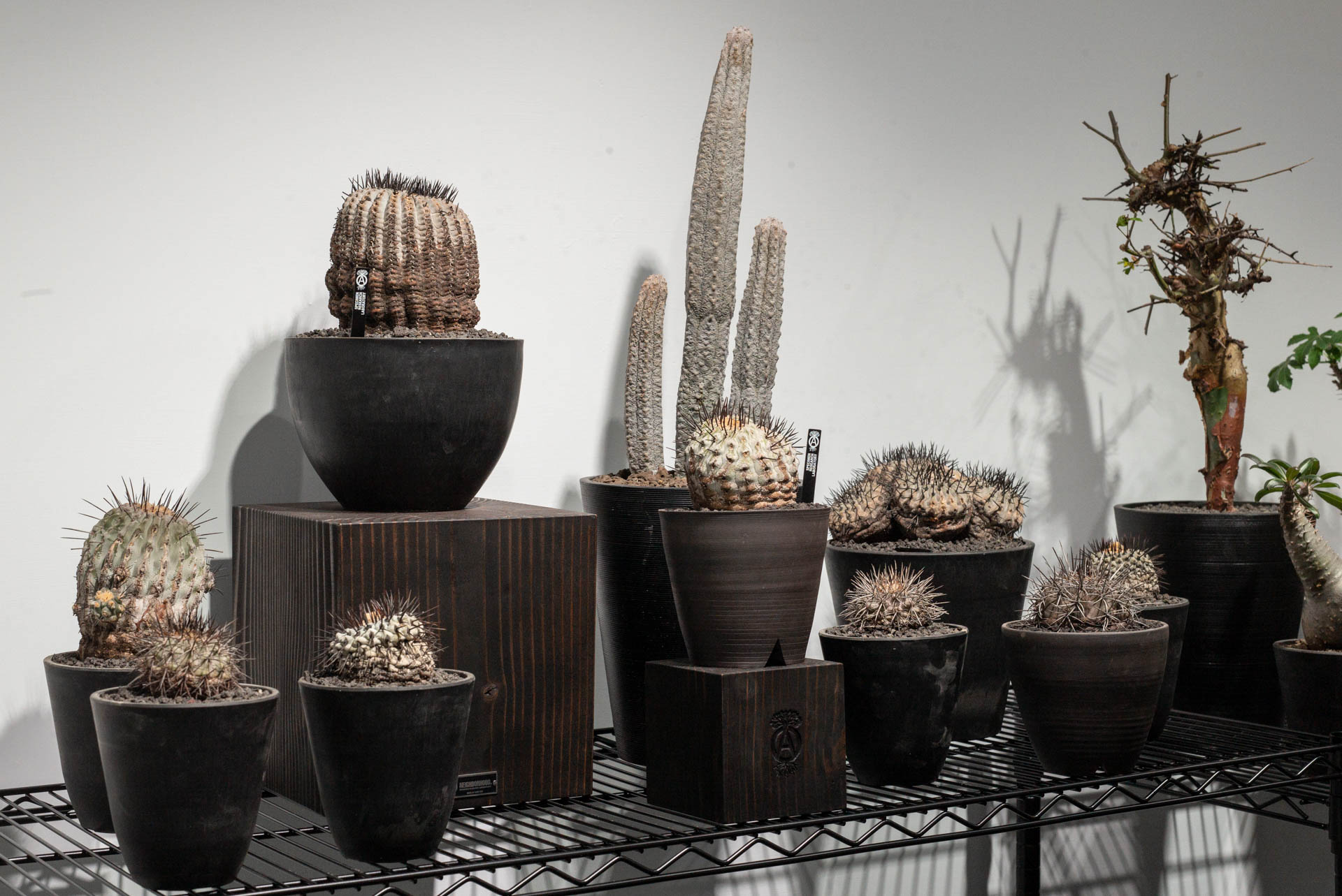 NEIGHBORHOOD SRL 多肉及塊根植物店台北INVINCIBLE SP 限定快閃