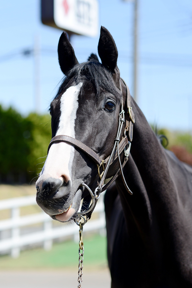 アシレ 牝3歳 ※中央競馬 登録抹消 | サラブレッドオークション