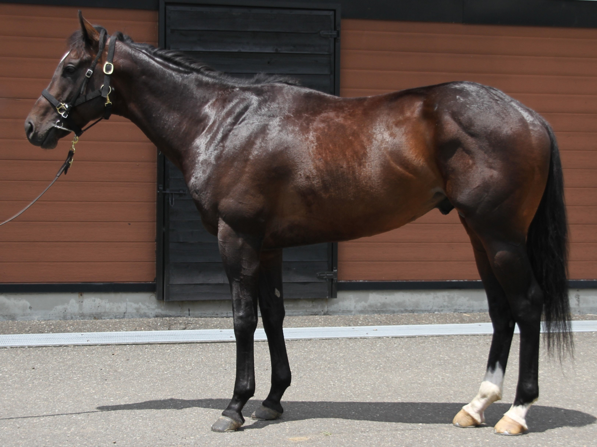 シティオブロンドン 牡3歳 ※中央競馬 登録抹消 | サラブレッド