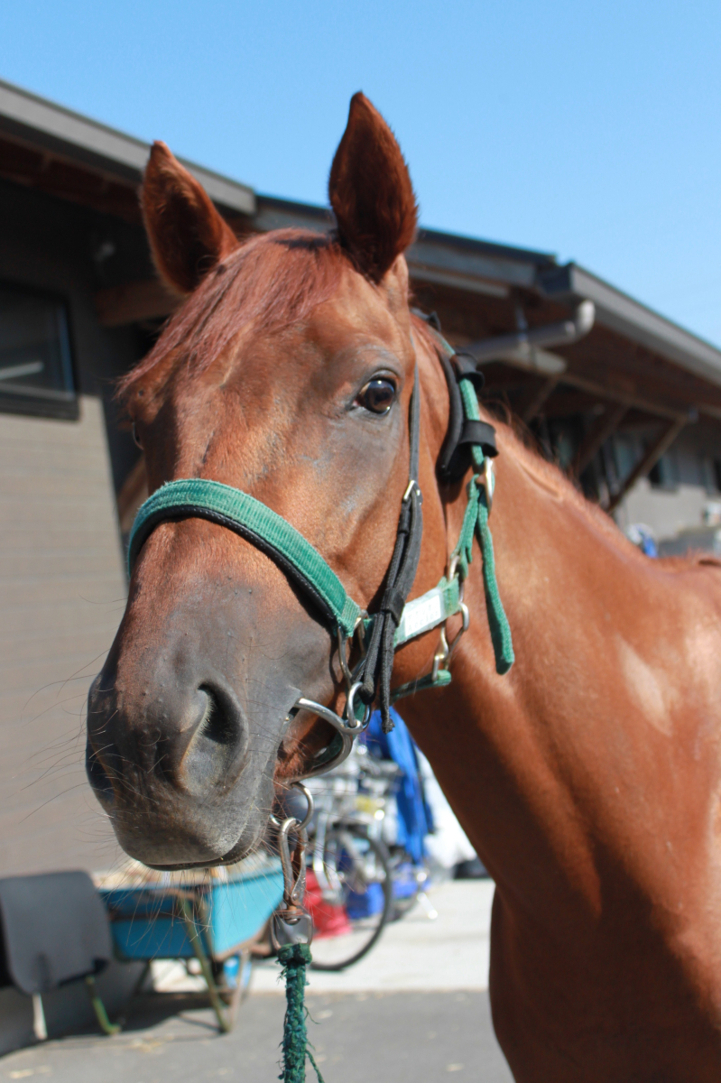 アクシオン 牝3歳 ※中央競馬 登録抹消 | サラブレッドオークション