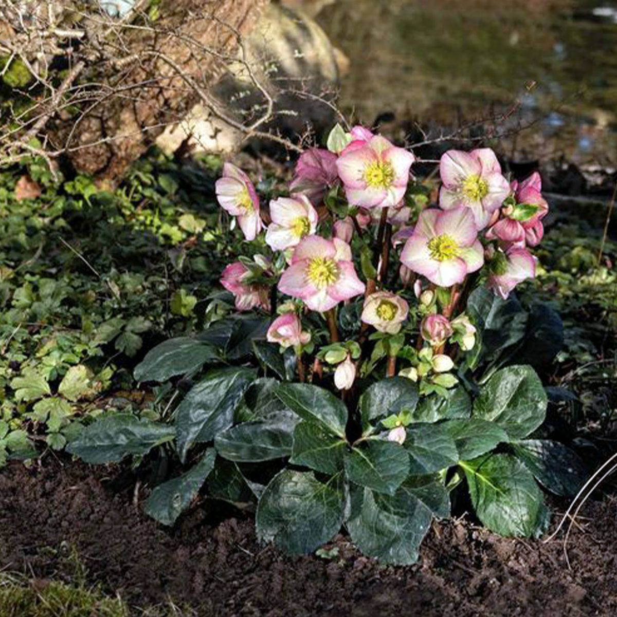 氷の薔薇ロゼッタ]クリスマスローズ苗(2510ch) | バラと庭あそび京阪