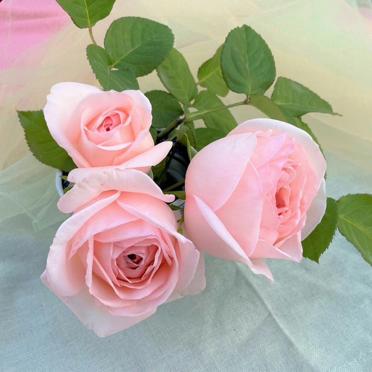 ラブリーブルー]春苗｜バラと庭あそび京阪園芸公式ショップ