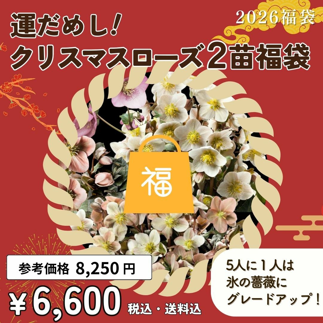 福袋2026[当たれば氷の薔薇にグレードアップ！クリスマスローズ2苗
