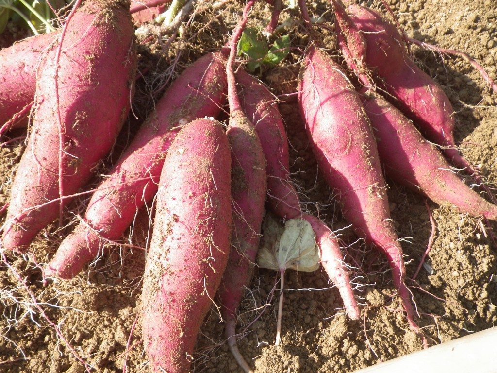 サツマイモ | 恵菜ファーム