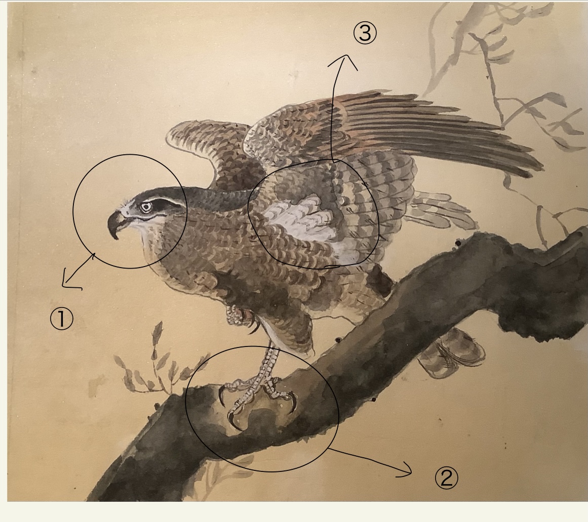 顔彩で描く鳥シリーズ】模写で学ぶ鷹の描き方② 小原古邨に学ぶ「鷹