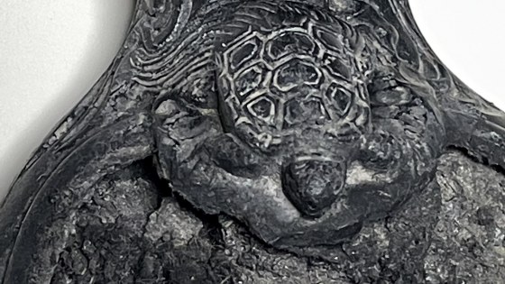 昔の大工道具「墨壺（すみつぼ）」に施された鶴亀の彫刻に大工職人の