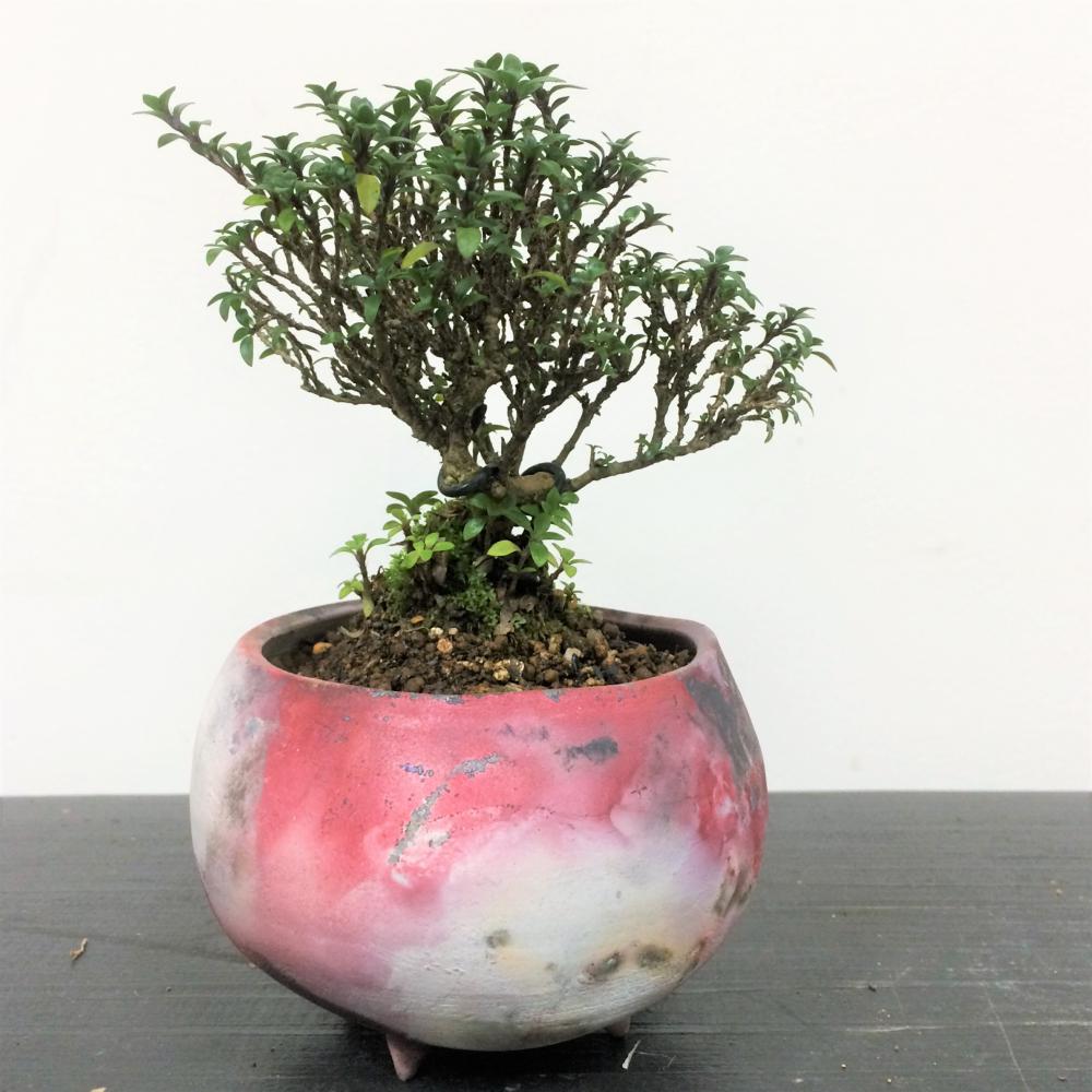 厳選 八ツ房コウチョウギ COSMO/盆栽、多肉植物、塊根植物、観葉植物