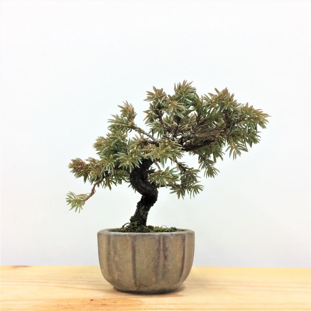 盆栽 紫杜松/盆栽、多肉植物、塊根植物、観葉植物通販/KIDORI -キドリ-