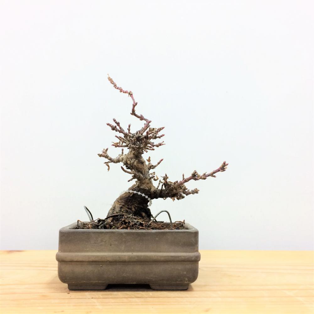 盆栽 モミジ 琴姫/盆栽、多肉植物、塊根植物、観葉植物通販/KIDORI