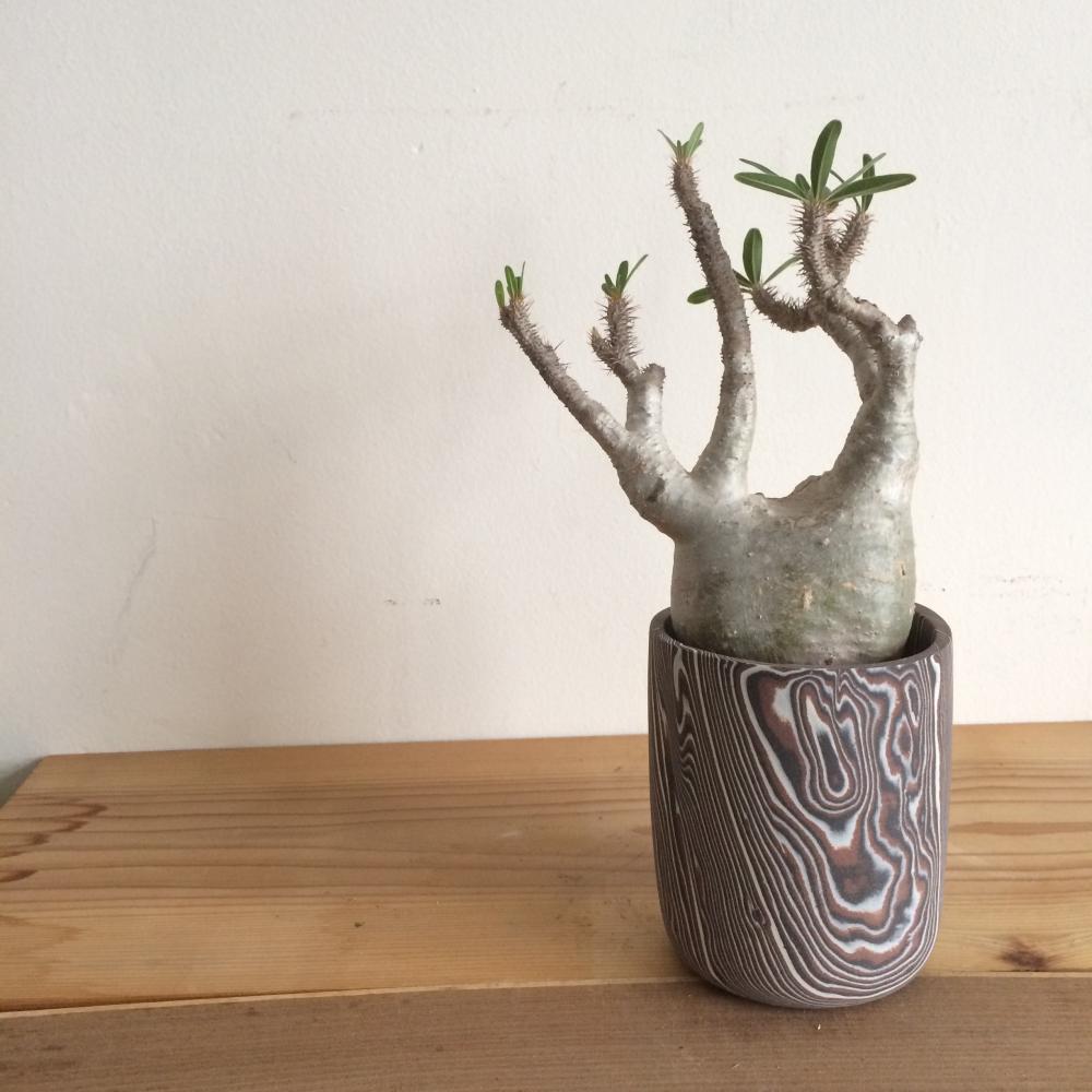 パキポディウム・グラキリス/盆栽、多肉植物、塊根植物、観葉植物通販