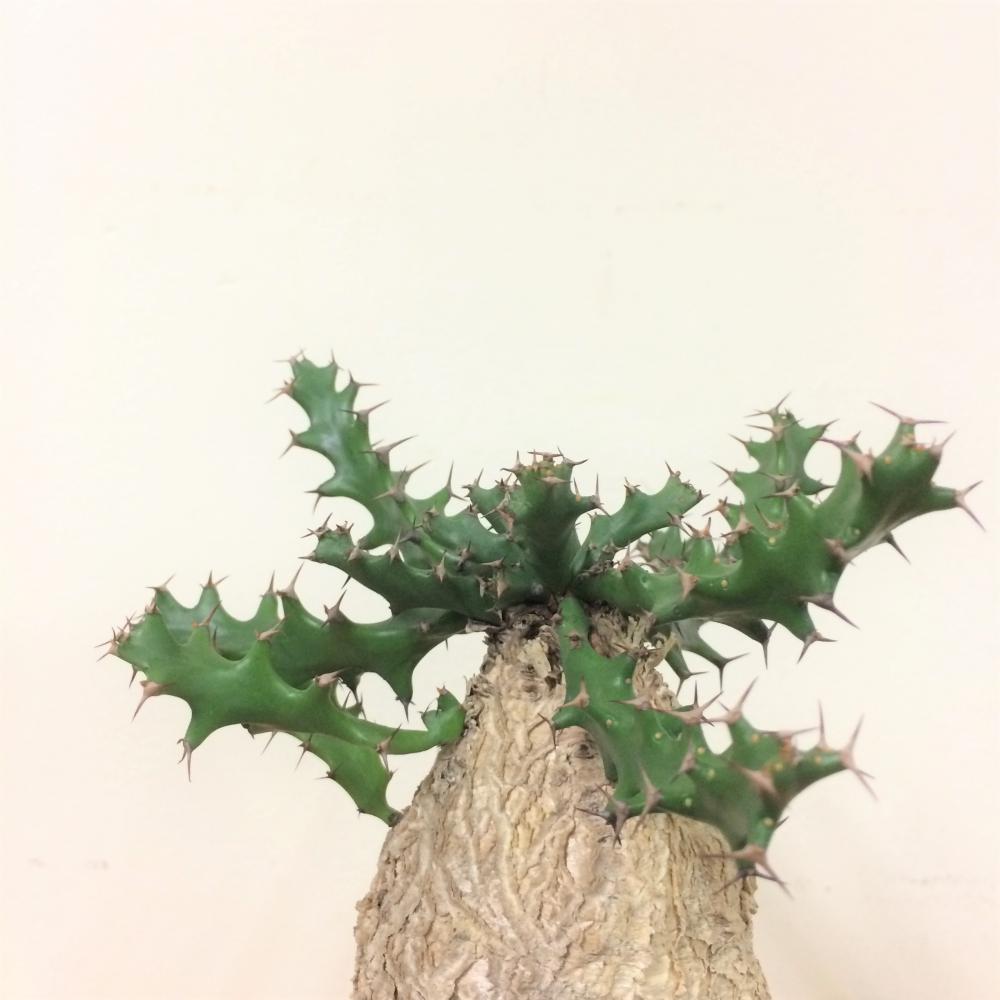 ユーフォルビア スクアローサ 奇怪ヶ島/盆栽、多肉植物、塊根植物