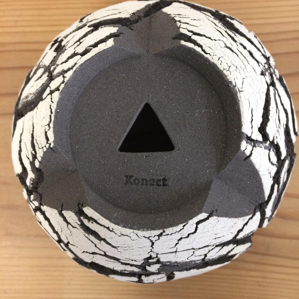 Konect white fang 【S size】/盆栽、多肉植物、塊根植物、観葉植物