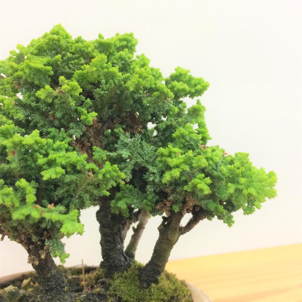 盆栽 石化桧/盆栽、多肉植物、塊根植物、観葉植物通販/KIDORI -キドリ-